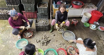 Nghề tách ruột hàu bên dòng Nhật Lệ