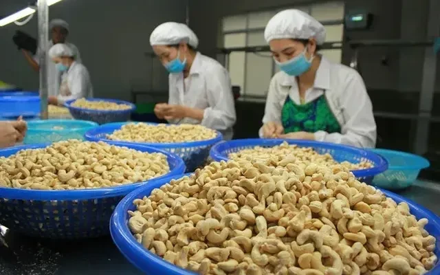 Nghịch lý Việt Nam nhập khẩu hạt điều cao hơn xuất khẩu Nghịch lý Việt Nam nhập khẩu hạt điều cao hơn xuất khẩu