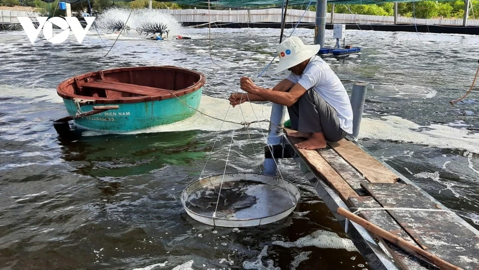 Ngư dân chuyển sang nuôi trồng bền vững, giảm áp lực khai thác biển Ngư dân chuyển sang nuôi trồng bền vững, giảm áp lực khai thác biển