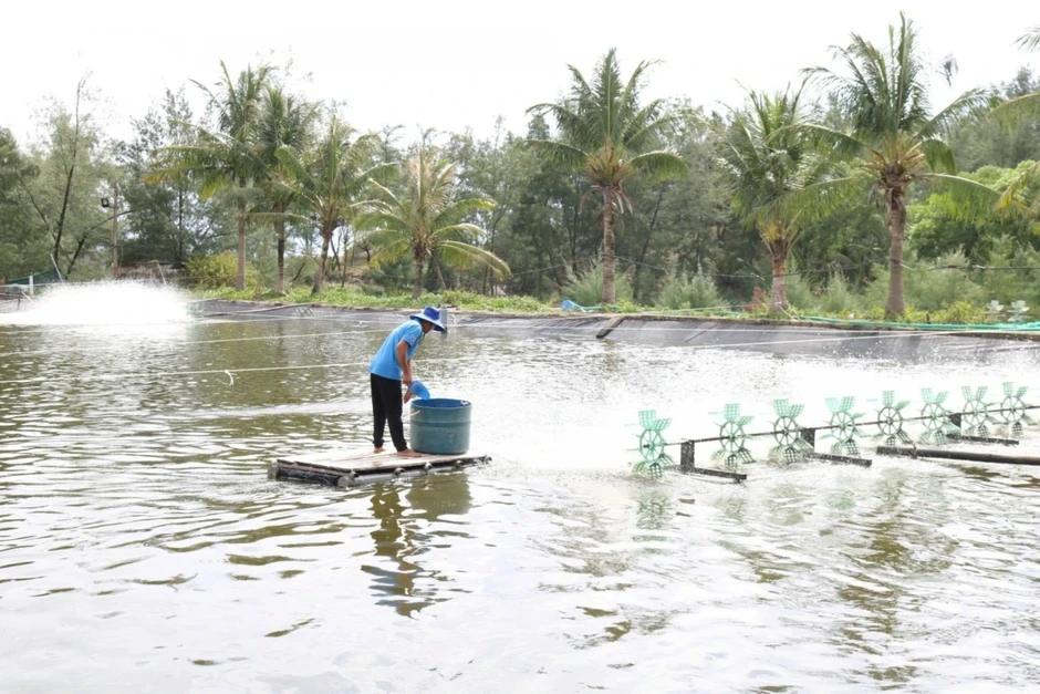 Ngư dân chuyển sang nuôi trồng bền vững, giảm áp lực khai thác biển Ngư dân chuyển sang nuôi trồng bền vững, giảm áp lực khai thác biển