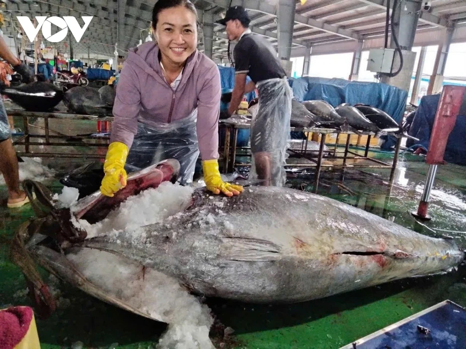 Ngư dân Gia Lai trúng đậm cá ngừ, có con nặng hơn 300kg Ngư dân Gia Lai trúng đậm cá ngừ, có con nặng hơn 300kg