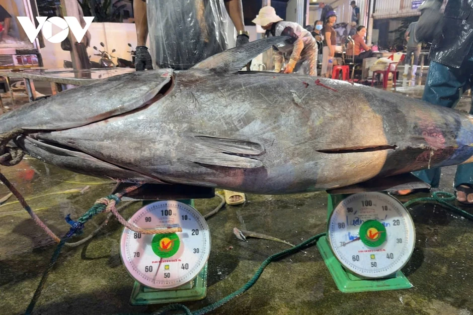 Ngư dân Gia Lai trúng đậm cá ngừ, có con nặng hơn 300kg Ngư dân Gia Lai trúng đậm cá ngừ, có con nặng hơn 300kg