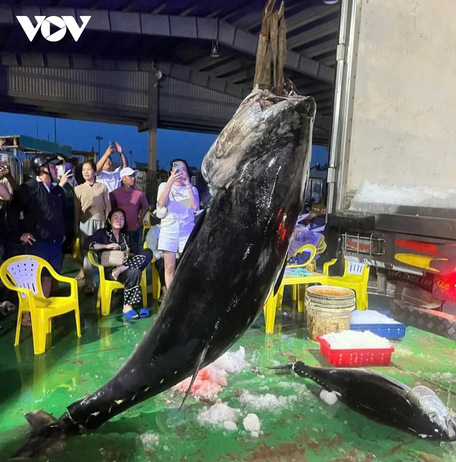 Ngư dân Gia Lai trúng đậm cá ngừ, có con nặng hơn 300kg Ngư dân Gia Lai trúng đậm cá ngừ, có con nặng hơn 300kg