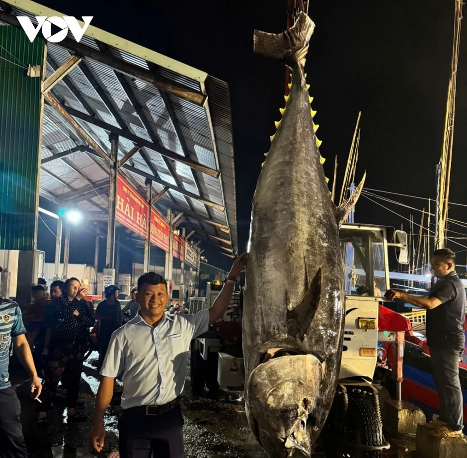 Ngư dân Gia Lai trúng đậm cá ngừ, có con nặng hơn 300kg Ngư dân Gia Lai trúng đậm cá ngừ, có con nặng hơn 300kg