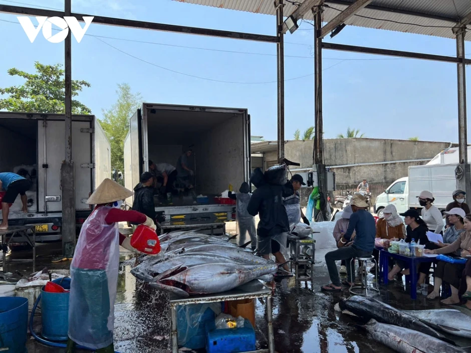 Ngư dân Gia Lai trúng đậm cá ngừ, có con nặng hơn 300kg Ngư dân Gia Lai trúng đậm cá ngừ, có con nặng hơn 300kg