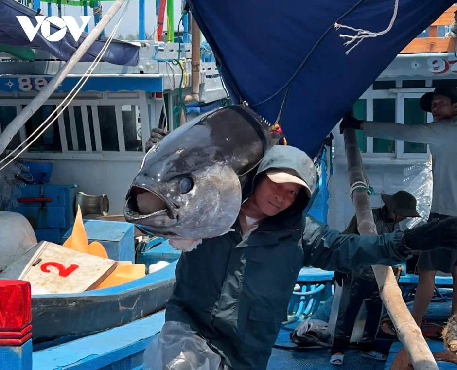 Ngư dân Gia Lai trúng đậm cá ngừ, có con nặng hơn 300kg Ngư dân Gia Lai trúng đậm cá ngừ, có con nặng hơn 300kg