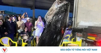 Ngư dân Gia Lai trúng đậm cá ngừ, có con nặng hơn 300kg