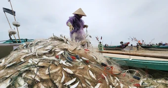 Ngư dân Hà Tĩnh thu tiền triệu mỗi ngày nhờ đánh bắt 'bạc biển'
