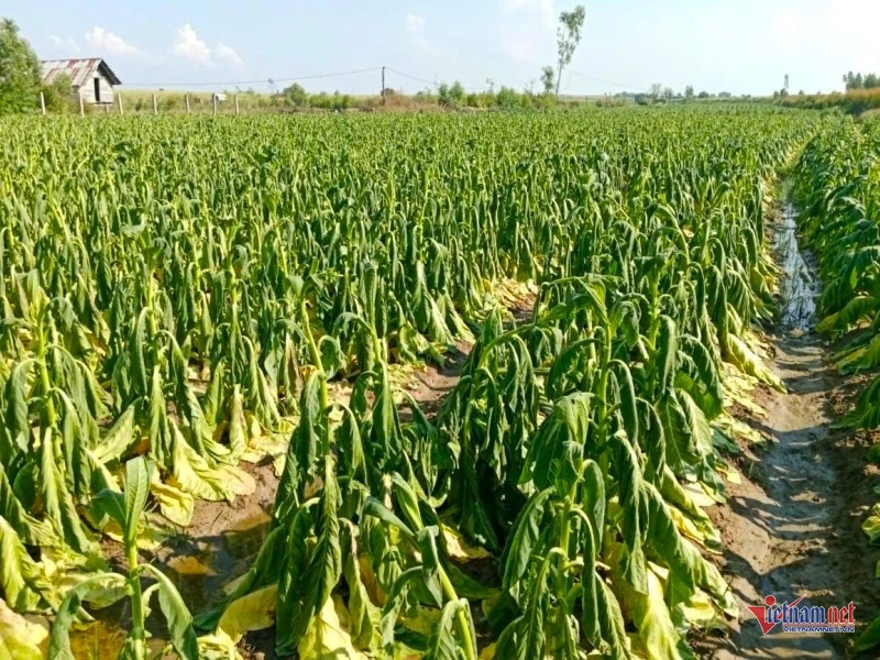 Người dân Gia Lai khóc nghẹn bên ruộng thuốc lá héo rũ do mưa trái mùa Người dân Gia Lai khóc nghẹn bên ruộng thuốc lá héo rũ do mưa trái mùa