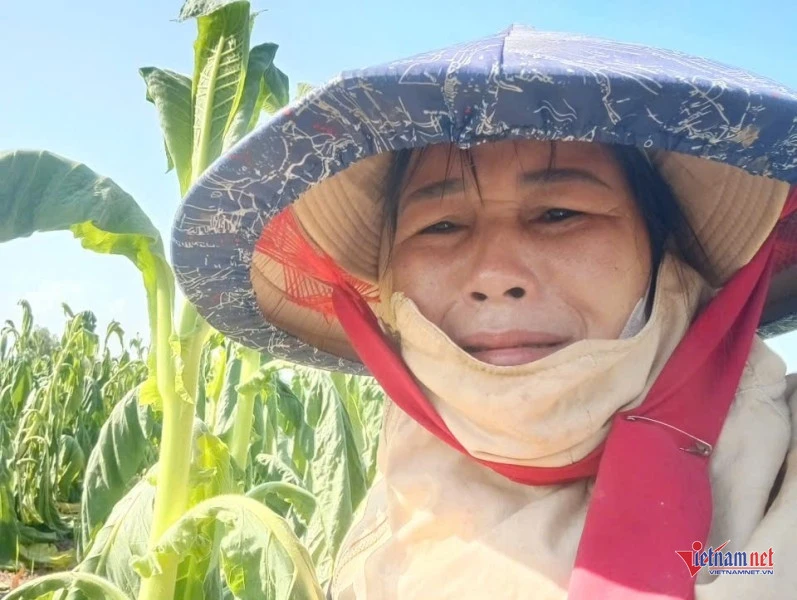 Người dân Gia Lai khóc nghẹn bên ruộng thuốc lá héo rũ do mưa trái mùa Người dân Gia Lai khóc nghẹn bên ruộng thuốc lá héo rũ do mưa trái mùa