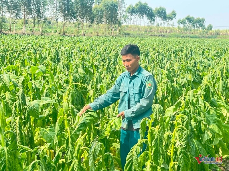 Người dân Gia Lai khóc nghẹn bên ruộng thuốc lá héo rũ do mưa trái mùa Người dân Gia Lai khóc nghẹn bên ruộng thuốc lá héo rũ do mưa trái mùa