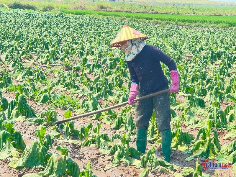 Người dân Gia Lai khóc nghẹn bên ruộng thuốc lá héo rũ do mưa trái mùa Người dân Gia Lai khóc nghẹn bên ruộng thuốc lá héo rũ do mưa trái mùa