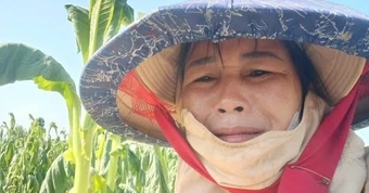 Người dân Gia Lai khóc nghẹn bên ruộng thuốc lá héo rũ do mưa trái mùa