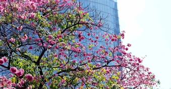 Người dân TP.HCM nên đi bầu cử sớm để tránh nắng nóng