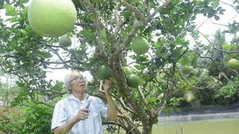Người “đánh thức” thương hiệu bưởi da xanh