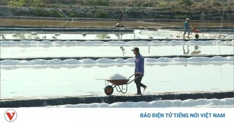 Người làm muối ở Tân Thành vui vì trúng mùa, giá bán ổn định