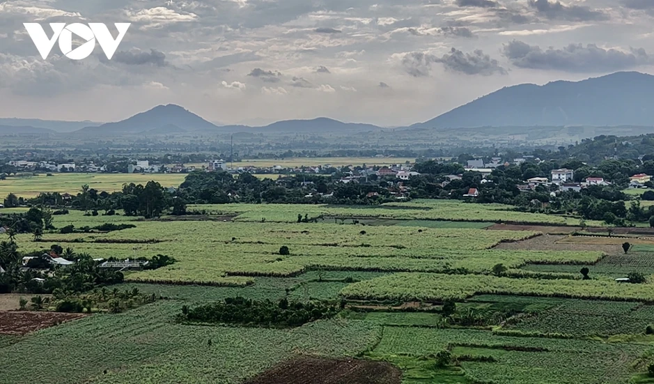 Nhà máy mía đường chậm thu mua, người trồng mía ở Đắk Lắk đứng ngồi không yên Nhà máy mía đường chậm thu mua, người trồng mía ở Đắk Lắk đứng ngồi không yên