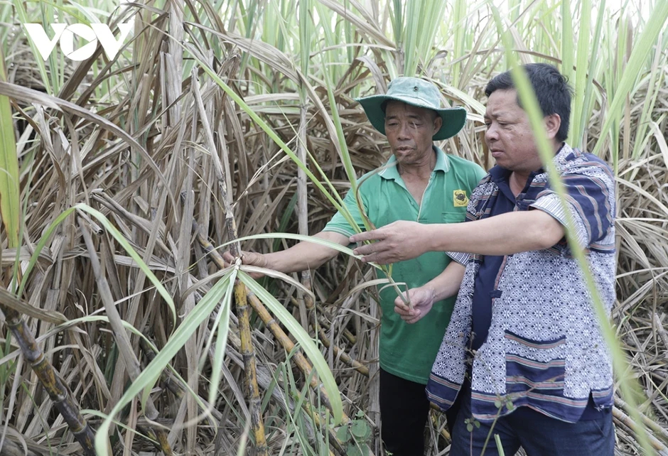 Nhà máy mía đường chậm thu mua, người trồng mía ở Đắk Lắk đứng ngồi không yên Nhà máy mía đường chậm thu mua, người trồng mía ở Đắk Lắk đứng ngồi không yên