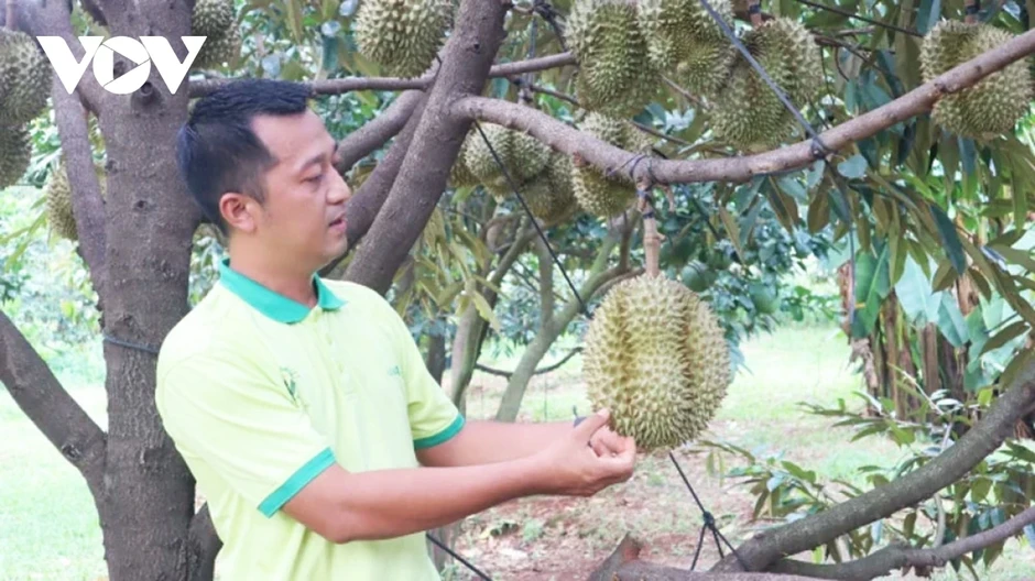 Nhà vườn Đồng Nai lạc quan chờ vụ sầu riêng sạch Nhà vườn Đồng Nai lạc quan chờ vụ sầu riêng sạch