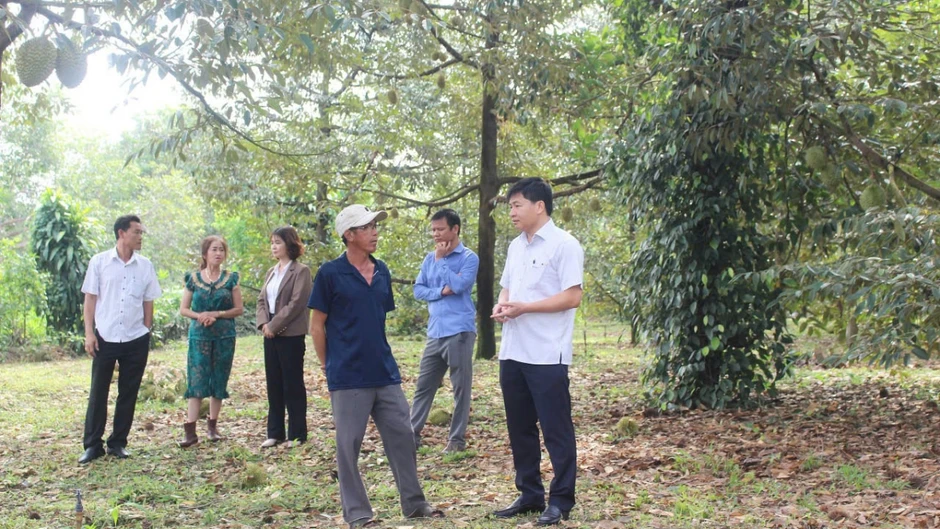 Nhà vườn Đồng Nai lạc quan chờ vụ sầu riêng sạch Nhà vườn Đồng Nai lạc quan chờ vụ sầu riêng sạch
