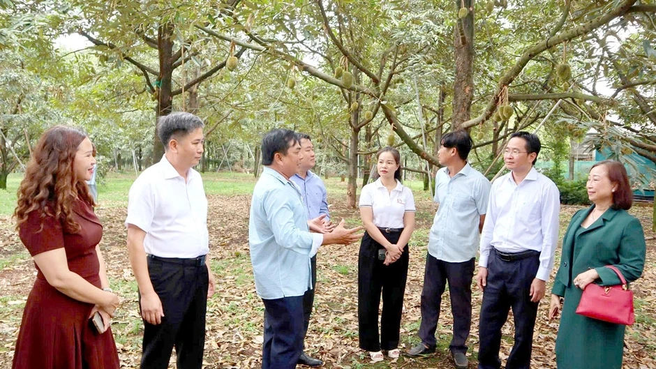 Nhà vườn Đồng Nai lạc quan chờ vụ sầu riêng sạch Nhà vườn Đồng Nai lạc quan chờ vụ sầu riêng sạch