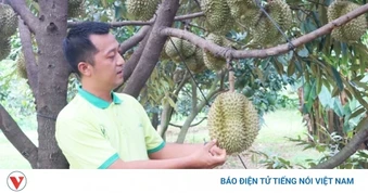 Nhà vườn Đồng Nai lạc quan chờ vụ sầu riêng sạch