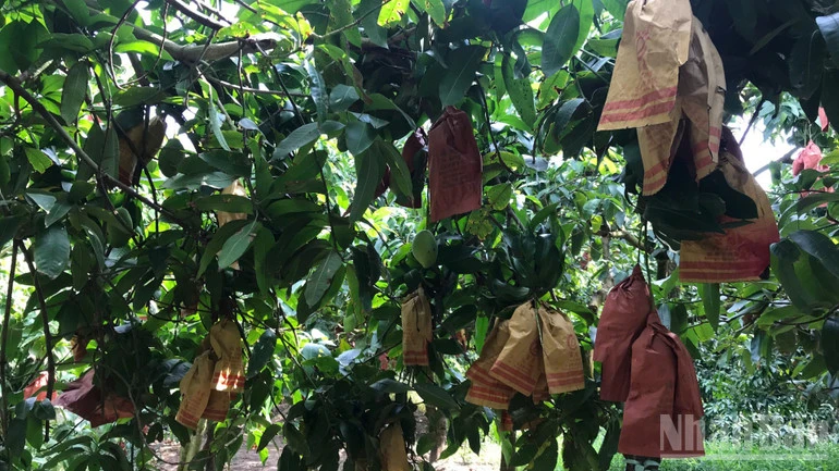 Nhà vườn xã Khánh Bình trồng xoài sạch xuất khẩu Nhà vườn xã Khánh Bình trồng xoài sạch xuất khẩu