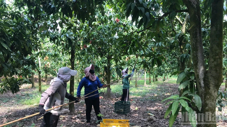 Nhà vườn xã Khánh Bình trồng xoài sạch xuất khẩu Nhà vườn xã Khánh Bình trồng xoài sạch xuất khẩu