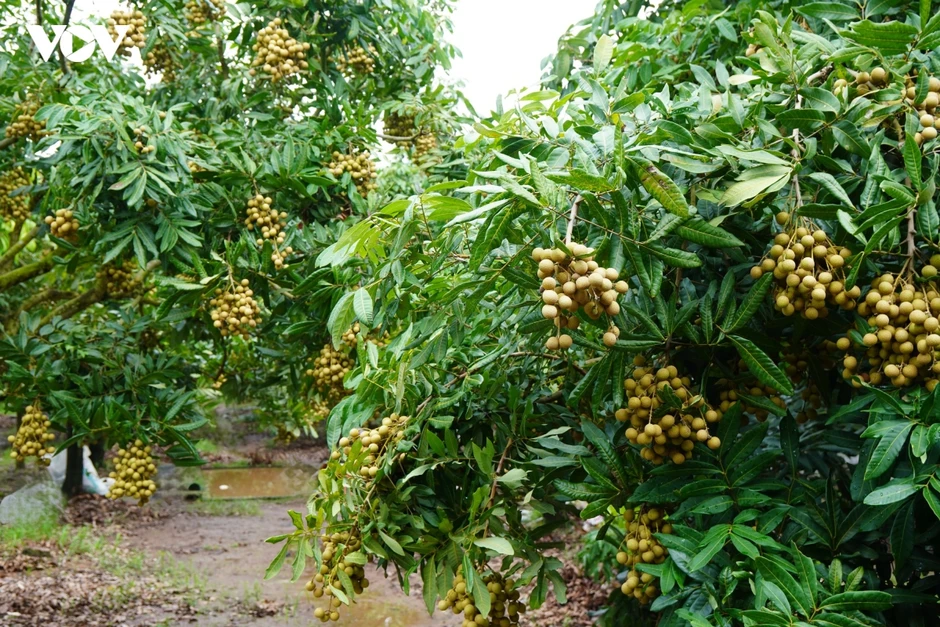 Nhãn lồng Hưng Yên chính thức trở thành di sản văn hóa phi vật thể quốc gia Nhãn lồng Hưng Yên chính thức trở thành di sản văn hóa phi vật thể quốc gia