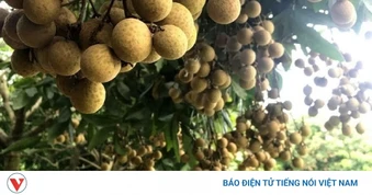 Nhãn lồng Hưng Yên chính thức trở thành di sản văn hóa phi vật thể quốc gia