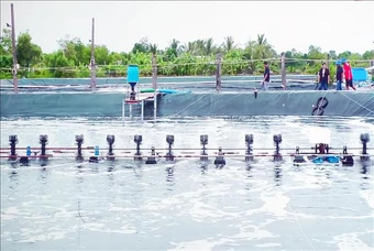 Nhân rộng mô hình nuôi tôm thẻ siêu thâm canh theo hướng bền vững