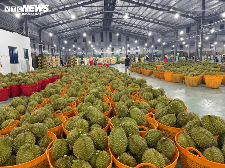 Nhiễm Cadimi: Lỗ hổng kỹ thuật hay hồi chuông cảnh báo với ngành sầu riêng?