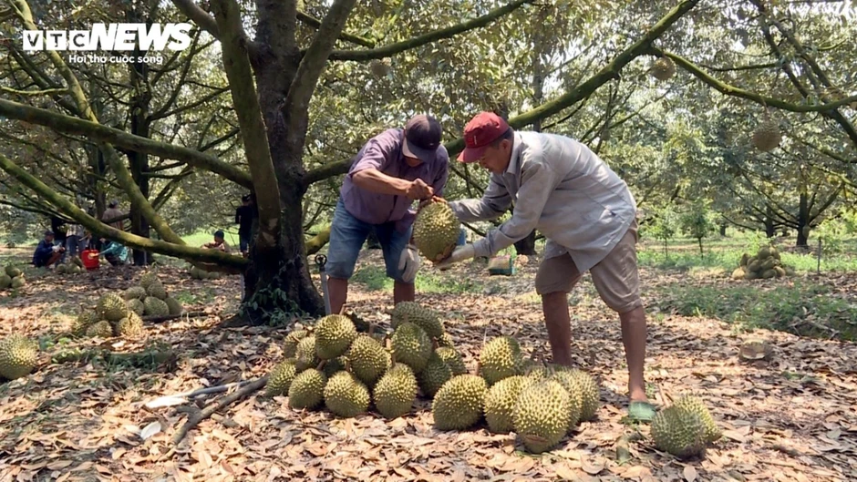 Nhiễm Cadimi: Lỗ hổng kỹ thuật hay hồi chuông cảnh báo với ngành sầu riêng?