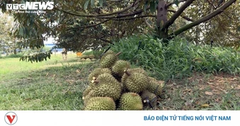 Nhiễm Cadimi: Lỗ hổng kỹ thuật hay hồi chuông cảnh báo với ngành sầu riêng?