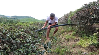Nhiều diện tích chè ở Nghệ An bị khô cháy do nắng hạn