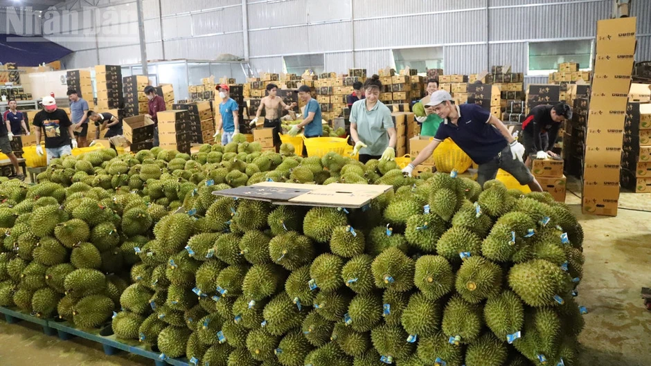 Nhiều hoạt động hấp dẫn tại Lễ hội Sầu riêng Đắk Lắk 2026 Nhiều hoạt động hấp dẫn tại Lễ hội Sầu riêng Đắk Lắk 2026