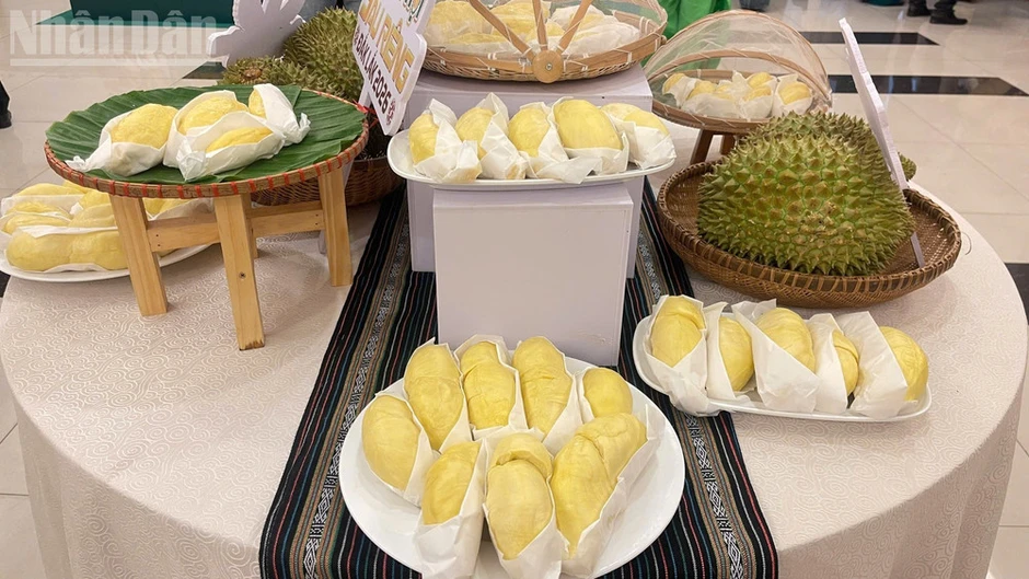 Nhiều hoạt động hấp dẫn tại Lễ hội Sầu riêng Đắk Lắk 2026 Nhiều hoạt động hấp dẫn tại Lễ hội Sầu riêng Đắk Lắk 2026