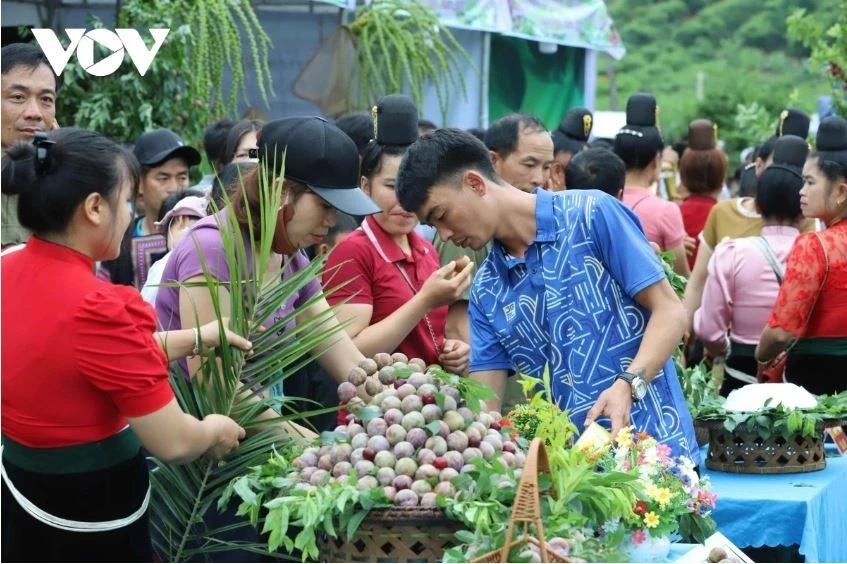 Nhiều lễ hội quả sẽ diễn ra tại Sơn La trong tháng 5 Nhiều lễ hội quả sẽ diễn ra tại Sơn La trong tháng 5