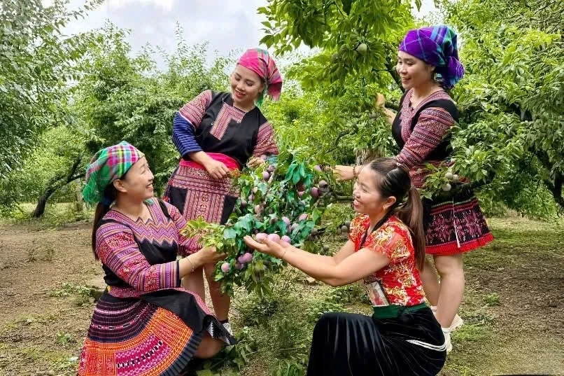Nhiều lễ hội quả sẽ diễn ra tại Sơn La trong tháng 5 Nhiều lễ hội quả sẽ diễn ra tại Sơn La trong tháng 5