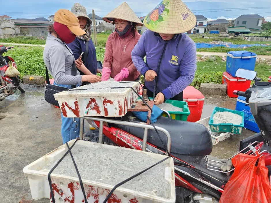 Nhộn nhịp mùa cá cơm bún trên vùng biển Lộc Hà và Thạch Khê Nhộn nhịp mùa cá cơm bún trên vùng biển Lộc Hà và Thạch Khê