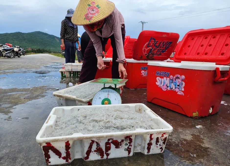 Nhộn nhịp mùa cá cơm bún trên vùng biển Lộc Hà và Thạch Khê Nhộn nhịp mùa cá cơm bún trên vùng biển Lộc Hà và Thạch Khê
