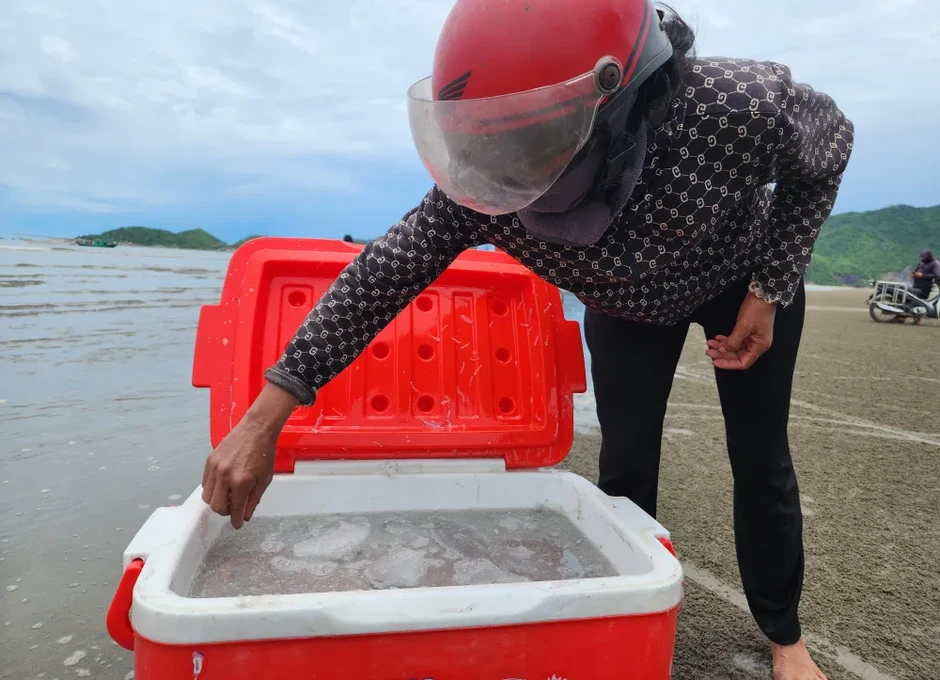 Nhộn nhịp mùa cá cơm bún trên vùng biển Lộc Hà và Thạch Khê Nhộn nhịp mùa cá cơm bún trên vùng biển Lộc Hà và Thạch Khê
