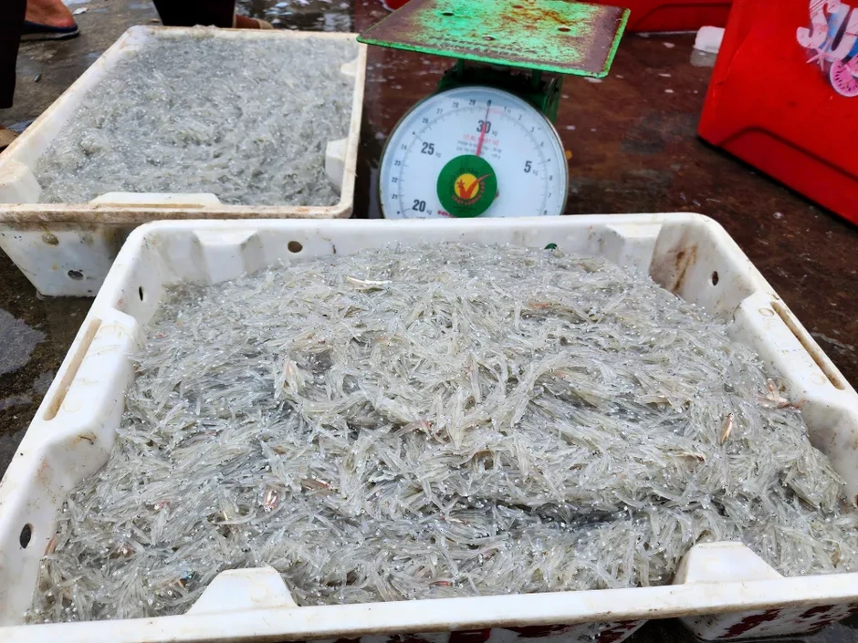 Nhộn nhịp mùa cá cơm bún trên vùng biển Lộc Hà và Thạch Khê Nhộn nhịp mùa cá cơm bún trên vùng biển Lộc Hà và Thạch Khê