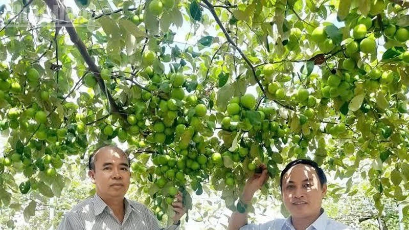 Ninh Phước: Từ vùng quê nông nghiệp hướng đến đô thị tương lai Ninh Phước: Từ vùng quê nông nghiệp hướng đến đô thị tương lai