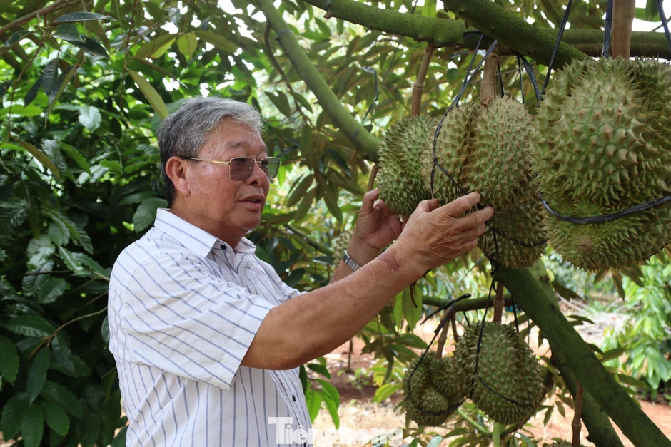 'Nóng' chất vấn sai phạm xuất khẩu sầu riêng 'Nóng' chất vấn sai phạm xuất khẩu sầu riêng