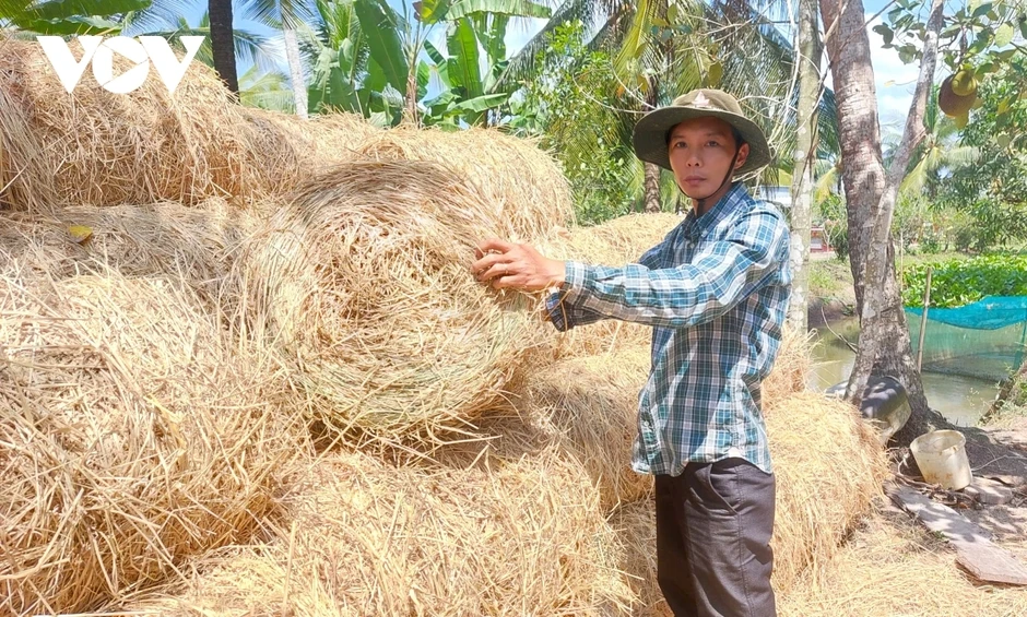 Nông dân bỏ thói quen đốt đồng để trồng lúa chất lượng cao Nông dân bỏ thói quen đốt đồng để trồng lúa chất lượng cao