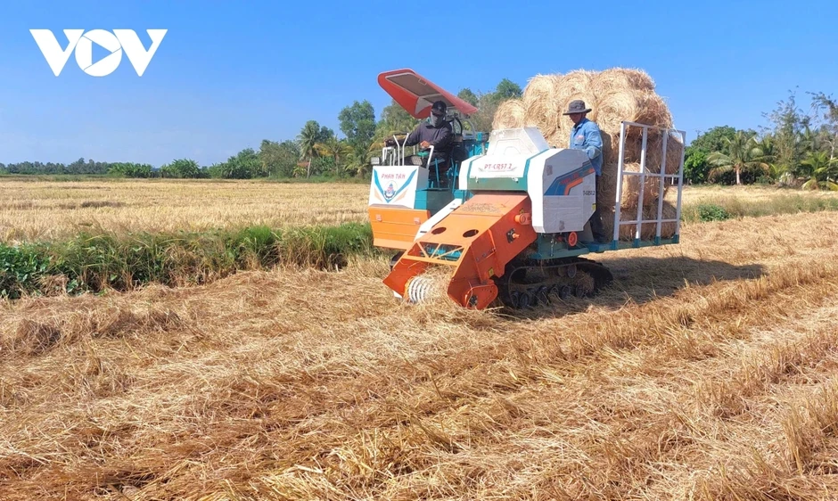 Nông dân bỏ thói quen đốt đồng để trồng lúa chất lượng cao Nông dân bỏ thói quen đốt đồng để trồng lúa chất lượng cao
