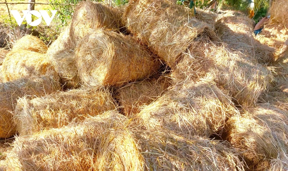 Nông dân bỏ thói quen đốt đồng để trồng lúa chất lượng cao Nông dân bỏ thói quen đốt đồng để trồng lúa chất lượng cao
