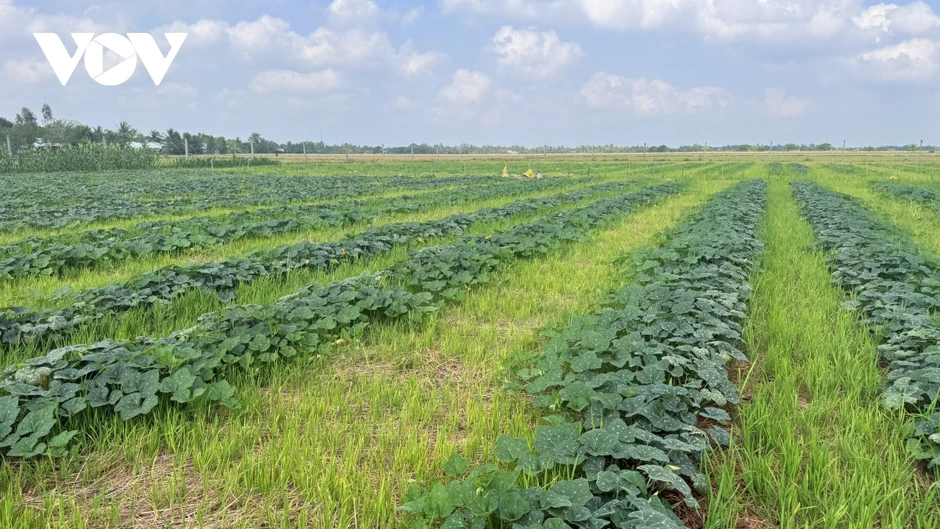 Nông dân Cần Thơ chuyển từ lúa vụ 3 sang trồng cây màu, tăng thu nhập mùa khô Nông dân Cần Thơ chuyển từ lúa vụ 3 sang trồng cây màu, tăng thu nhập mùa khô