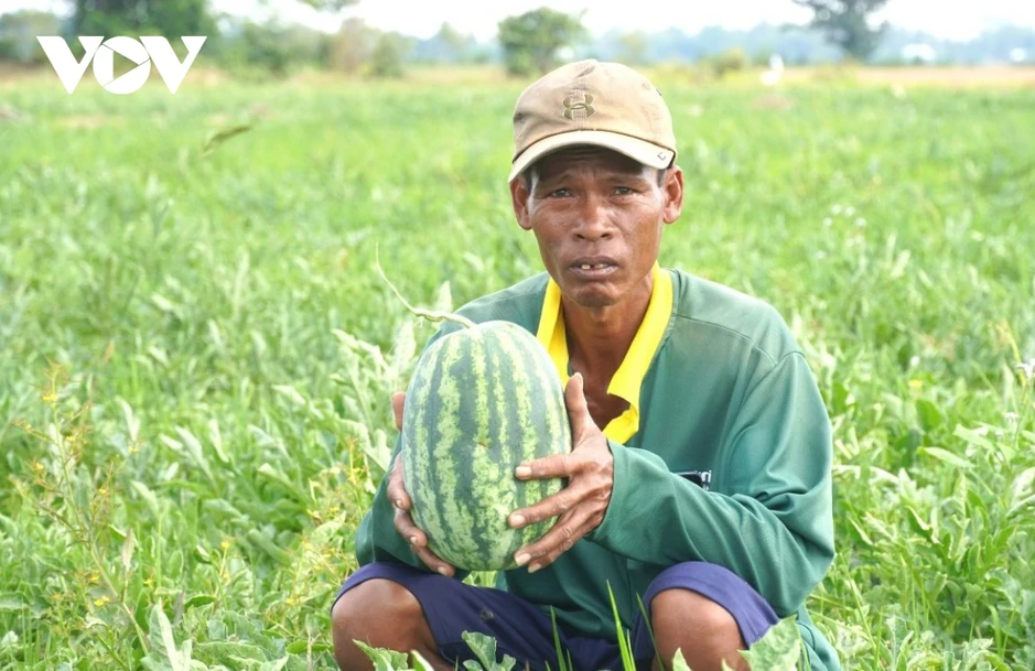 Nông dân Cần Thơ chuyển từ lúa vụ 3 sang trồng cây màu, tăng thu nhập mùa khô Nông dân Cần Thơ chuyển từ lúa vụ 3 sang trồng cây màu, tăng thu nhập mùa khô